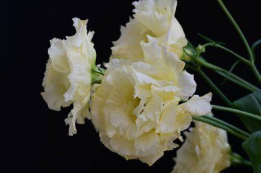 Östoma çiçeklerini siyah arkaplanda kapat 