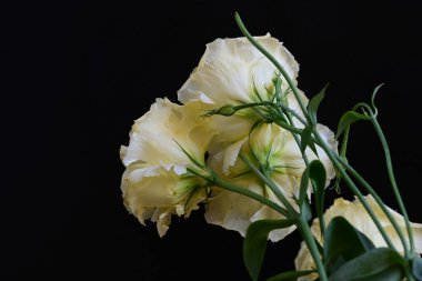 Östoma çiçeklerini siyah arkaplanda kapat 