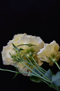 Östoma çiçeklerini siyah arkaplanda kapat 