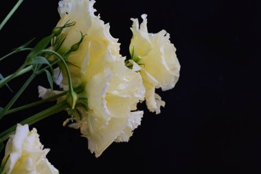 Östoma çiçeklerini siyah arkaplanda kapat 