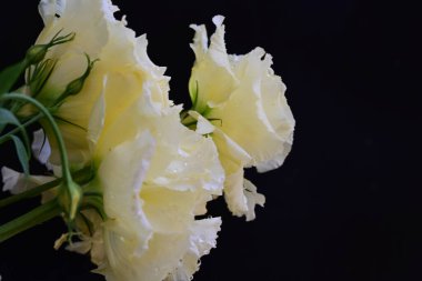 Östoma çiçeklerini siyah arkaplanda kapat 