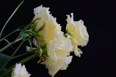 Östoma çiçeklerini siyah arkaplanda kapat 