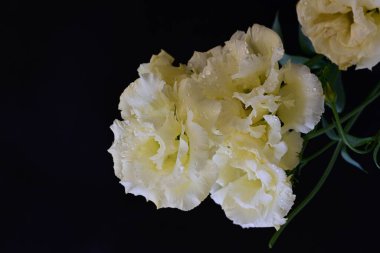 Östoma çiçeklerini siyah arkaplanda kapat 