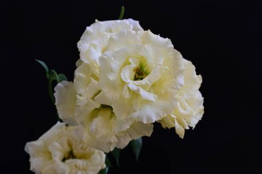 Östoma çiçeklerini siyah arkaplanda kapat 