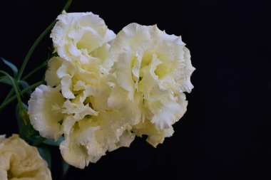 Östoma çiçeklerini siyah arkaplanda kapat 