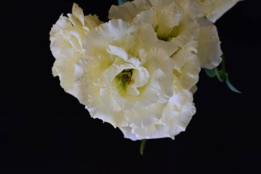 Östoma çiçeklerini siyah arkaplanda kapat 