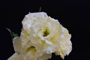 Östoma çiçeklerini siyah arkaplanda kapat 