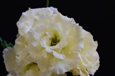 Güzel, narin çiçeklerin, doğal duvar kağıtlarının manzarasını kapat.       