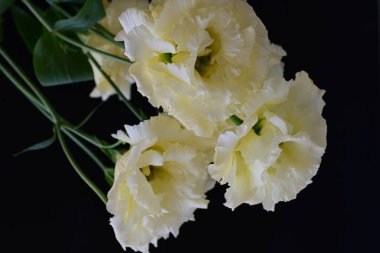 Siyah arka planda güzel Eustoma çiçeklerini kapat 