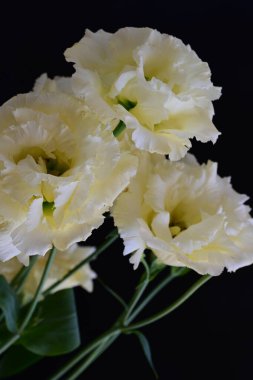 Siyah arka planda güzel Eustoma çiçeklerini kapat 