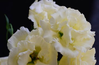 Siyah arka planda güzel Eustoma çiçeklerini kapat 