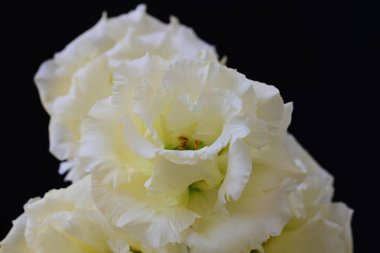 Siyah arka planda güzel Eustoma çiçeklerini kapat 