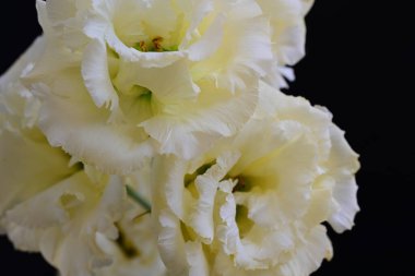 Siyah arka planda güzel Eustoma çiçeklerini kapat 