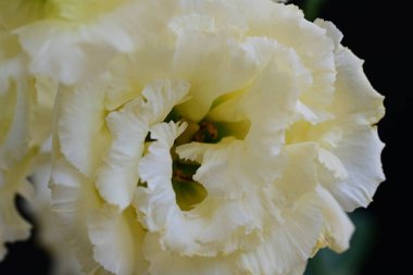 Siyah arka planda güzel Eustoma çiçeklerini kapat 