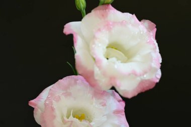 Siyah arka planda güzel Eustoma çiçeklerini kapat 