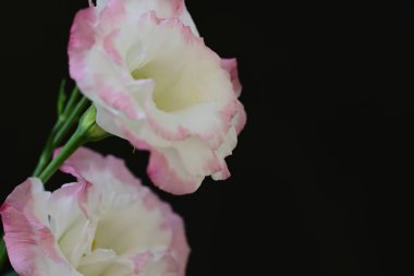 Siyah arka planda güzel Eustoma çiçeklerini kapat 