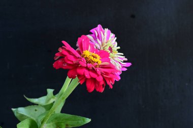 Siyah arka planda pembe çiçekleri kapat 