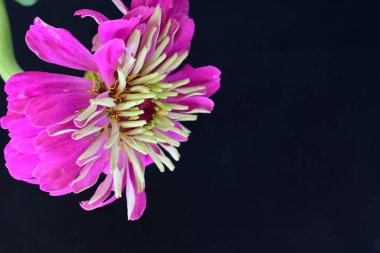 Siyah arka planda güzel pembe çiçek 