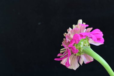 Siyah arka planda güzel pembe çiçek 