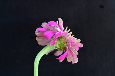 Siyah arka planda güzel pembe çiçek 