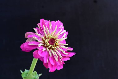 Siyah arka planda güzel pembe çiçek 