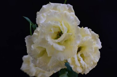 Siyah arka planda güzel beyaz Eustoma çiçekleri