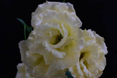 Siyah arka planda güzel beyaz Eustoma çiçekleri