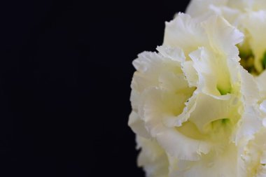 Siyah arka planda güzel beyaz Eustoma çiçekleri