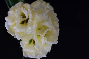 Siyah arka planda güzel beyaz Eustoma çiçekleri