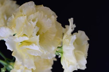 Siyah arka planda güzel beyaz Eustoma çiçekleri