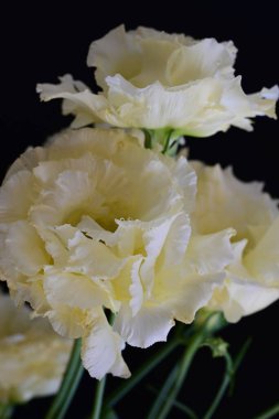 Siyah arka planda güzel beyaz Eustoma çiçekleri