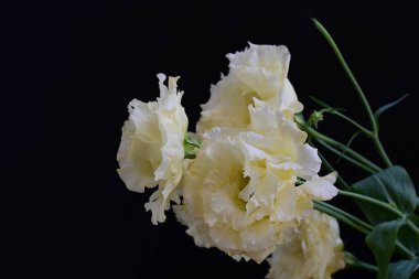 Siyah arka planda güzel beyaz Eustoma çiçekleri