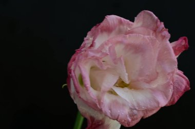 Siyah arkaplanı olan pembe bir Eustoma 'nın yakın çekimi.