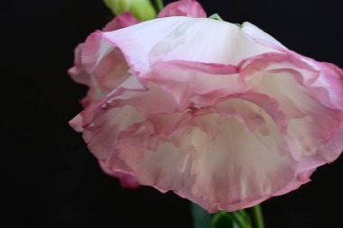 Siyah arkaplanı olan pembe bir Eustoma 'nın yakın çekimi.