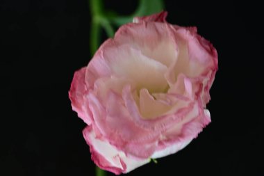 Siyah arkaplanı olan pembe bir Eustoma 'nın yakın çekimi.