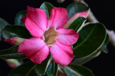 Adenyum obesum pembe çiçek. Yaklaş. 