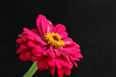 Kırmızı zinyayı siyah arkaplanda kapat