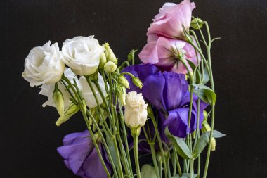 Siyah arka planda renkli Eustoma çiçekleri. 