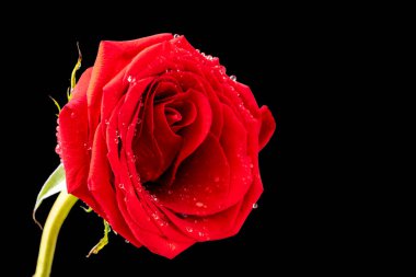 Bahçede güzel çiçekler, çiçek arkaplanı 