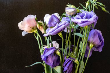 Siyah arka planda renkli Eustoma çiçekleri. 