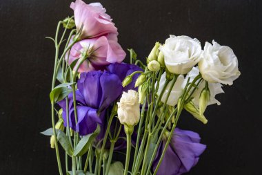 Siyah arka planda renkli Eustoma çiçekleri. 