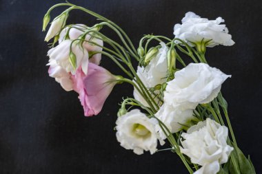 Karanlık arka planda Eustoma çiçeklerini kapat.