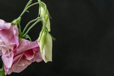 Karanlık arka planda Eustoma çiçeklerini kapat.