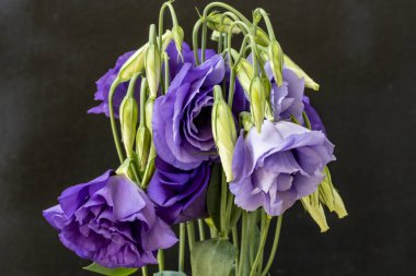 Karanlık arka planda Eustoma çiçeklerini kapat.