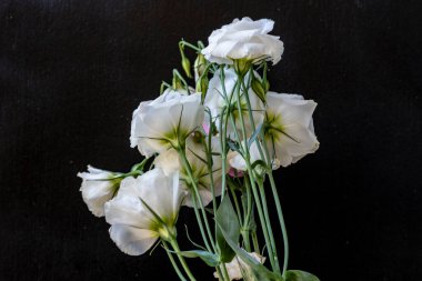 Karanlık arka planda Eustoma çiçeklerini kapat.