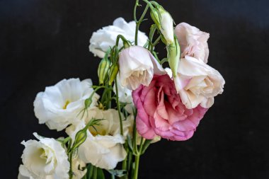 Karanlık arka planda Eustoma çiçeklerini kapat.