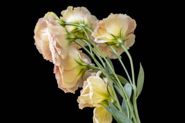 Karanlık arka planda Eustoma çiçeklerini kapat.