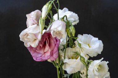 Karanlık arka planda Eustoma çiçeklerini kapat.