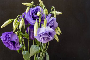 Karanlık arka planda Eustoma çiçeklerini kapat.