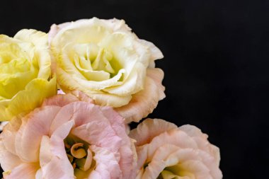 Karanlık arka planda Eustoma çiçeklerini kapat.